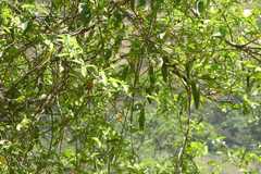 Cryptolepis buchananii